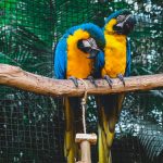 Guide To Keep Your Birds Healthy And Safe In Summer