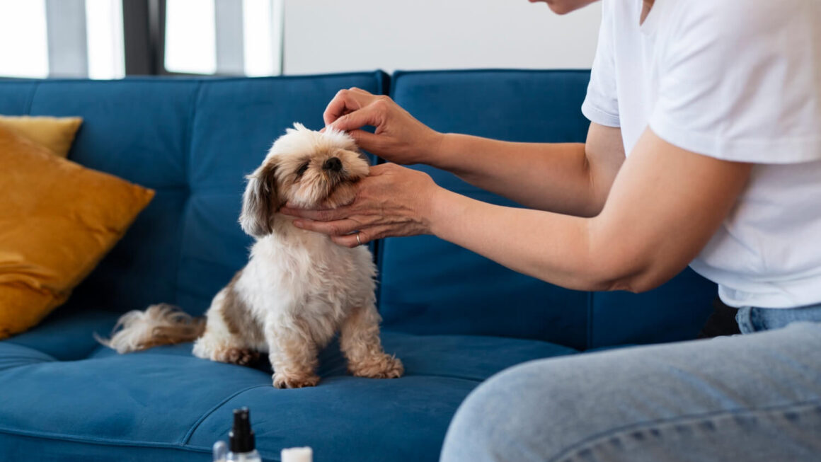 CBD Oil for Dogs