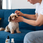 CBD Oil for Dogs