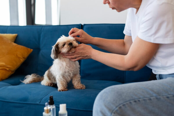 Is It Good To Give CBD Oil to Dogs?