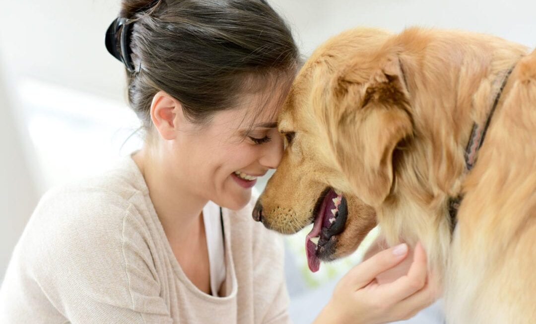 Fix Your Dog's Anxiety and Arthritis Problems by Using CBD Oil