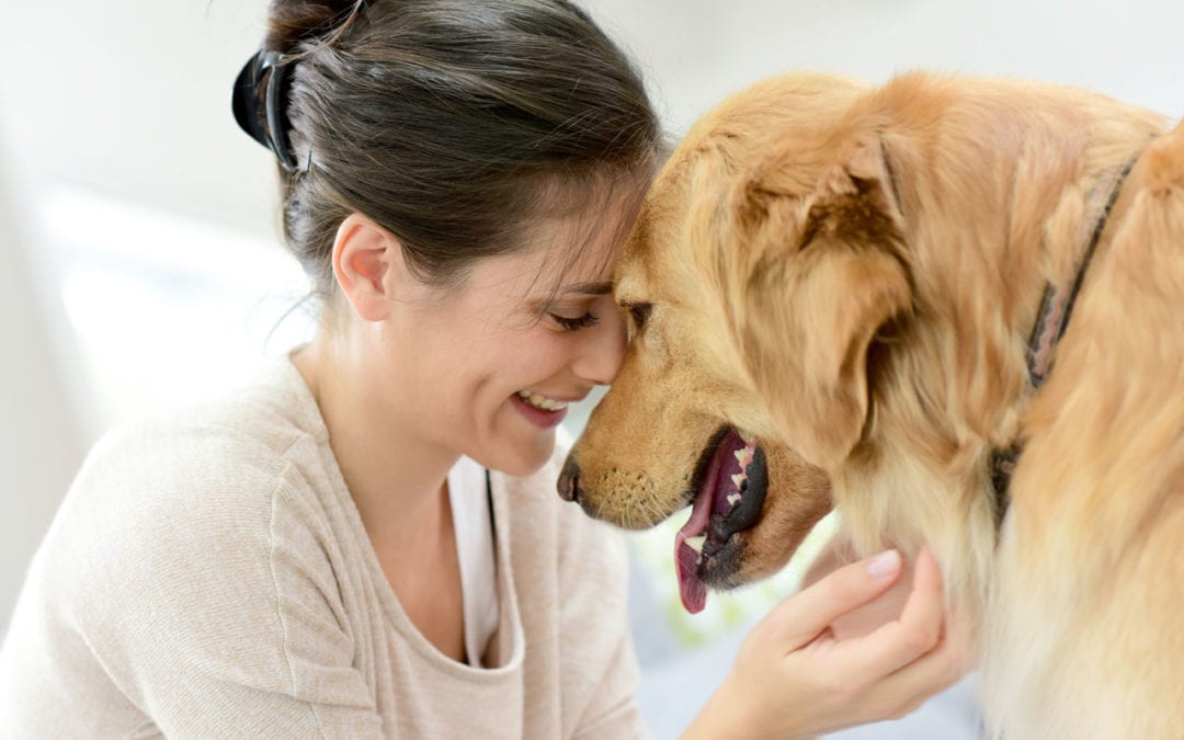 Fix Your Dog's Anxiety and Arthritis Problems by Using CBD Oil