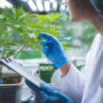 THCA Flower Lab Report